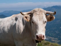 Корова в Pyrénées - Франции; Les Pyrénées dans vache Une стоковые фото Корова в Pyrénées - Франции; Les Pyrénées dans vache Une стоковые фото