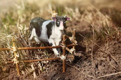 Корова игрушки сфотографированная на улице с загородкой ветвей стоковое изображение Корова игрушки сфотографированная на улице с загородкой ветвей стоковое изображение