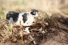 Корова игрушки сфотографированная на улице с загородкой ветвей стоковые изображения rf Корова игрушки сфотографированная на улице с загородкой ветвей стоковые изображения rf