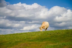 Корова пася в сельской местности Дорсет стоковое фото Корова пася в сельской местности Дорсет стоковое фото