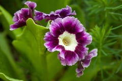 Королевские первоцвет или primula в саде стоковые изображения rf Королевские первоцвет или primula в саде стоковые изображения rf