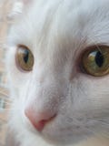 Космический кот с зелеными глазами стоковое изображение Космический кот с зелеными глазами стоковое изображение