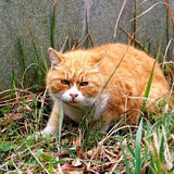 Кот стоковое фото rf Кот стоковое фото rf