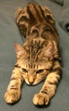 Кот Addie уча лететь стоковые изображения Кот Addie уча лететь стоковые изображения