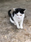 Кот Black’n белый стоковые фото Кот Black’n белый стоковые фото