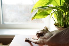 Кот Sphynx около окна светлая животная предпосылка, космос экземпляра стоковые фото Кот Sphynx около окна светлая животная предпосылка, космос экземпляра стоковые фото