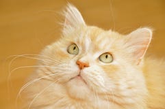 Кот волос портрета длинный Стоковые Изображения RF Кот волос портрета длинный Стоковые Изображения RF