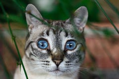 Кот голубых глазов стоковая фотография rf Кот голубых глазов стоковая фотография rf