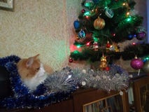 Кот имбиря и дерево chrismas стоковое изображение Кот имбиря и дерево chrismas стоковое изображение