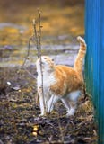 Кот имбиря пошел для прогулки весной внешней и обнюхивать b стоковое фото Кот имбиря пошел для прогулки весной внешней и обнюхивать b стоковое фото