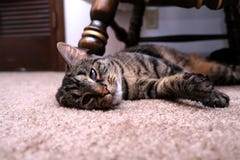 Кот кладя с изогнутым ухом стоковое фото Кот кладя с изогнутым ухом стоковое фото