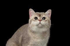 Кот крупного плана прелестный великобританский при зеленые глаза смотря вверх изолированный стоковые изображения Кот крупного плана прелестный великобританский при зеленые глаза смотря вверх изолированный стоковые изображения