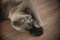 Кот лежит на поле стоковое изображение Кот лежит на поле стоковое изображение