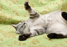 Кот на зеленой предпосылке, кот дома, смешной кот, домашнее животное, серый серьезный кот в расплывчатой предпосылке, портрете ко стоковое фото Кот на зеленой предпосылке, кот дома, смешной кот, домашнее животное, серый серьезный кот в расплывчатой предпосылке, портрете ко стоковое фото