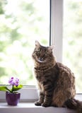 Кот на окне стоковая фотография rf Кот на окне стоковая фотография rf