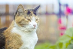 Кот на предпосылке цветков с влиянием bokeh, на заходе солнца стоковая фотография rf Кот на предпосылке цветков с влиянием bokeh, на заходе солнца стоковая фотография rf