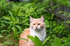 Кот на траве, кот в лесе стоковые изображения Кот на траве, кот в лесе стоковые изображения