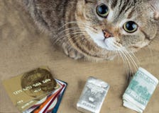 Кот около валюты наличных денег, карточек оплаты и серебряных баров стоковые изображения Кот около валюты наличных денег, карточек оплаты и серебряных баров стоковые изображения