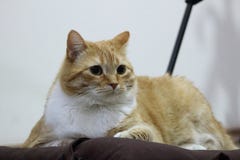 Кот отдыхая дома после великого дня звероловства стоковые изображения Кот отдыхая дома после великого дня звероловства стоковые изображения