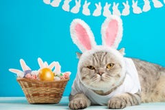 Кот пасхи с ушами зайчика с пасхальными яйцами Милый котенок стоковое изображение rf Кот пасхи с ушами зайчика с пасхальными яйцами Милый котенок стоковое изображение rf