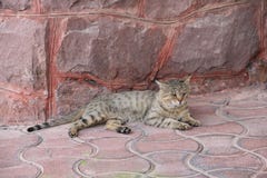 Кот, персиянка, удобная, Иран стоковое изображение Кот, персиянка, удобная, Иран стоковое изображение