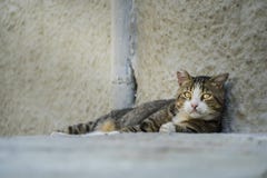 Кот получившийся отказ взрослым случайный выглядя грустный на камере стоковое фото rf Кот получившийся отказ взрослым случайный выглядя грустный на камере стоковое фото rf