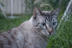 Кот пункта рыся сиамский снаружи стоковые фото Кот пункта рыся сиамский снаружи стоковые фото