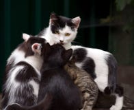 Кот с желтыми глазами сидит с котятами на запачканной темной предпосылке стоковое фото Кот с желтыми глазами сидит с котятами на запачканной темной предпосылке стоковое фото