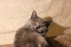 Кот с красивыми глазами на софе стоковое изображение Кот с красивыми глазами на софе стоковое изображение