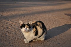 кот сварливый стоковое фото кот сварливый стоковое фото