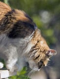 Кот ситца почти скача вниз с окна с зеленым bokeh стоковое фото Кот ситца почти скача вниз с окна с зеленым bokeh стоковое фото