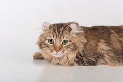 Кот скручиваемости темных волос американский лежа на белой таблице Белая предпосылка Портрет стоковое изображение rf Кот скручиваемости темных волос американский лежа на белой таблице Белая предпосылка Портрет стоковое изображение rf