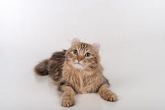 Кот скручиваемости темных волос американский лежа на белой таблице Белая предпосылка стоковое фото rf Кот скручиваемости темных волос американский лежа на белой таблице Белая предпосылка стоковое фото rf
