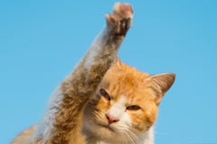 Кот смотря камеру на поднимать свою ногу вверх в воздухе любит развевать стоковое изображение rf Кот смотря камеру на поднимать свою ногу вверх в воздухе любит развевать стоковое изображение rf