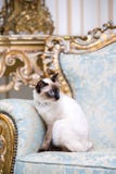 Кот 2 цветов без кабеля породы Меконга Bobtail с драгоценностью драгоценное ожерелье жемчугов вокруг его шеи сидит дальше стоковое изображение rf Кот 2 цветов без кабеля породы Меконга Bobtail с драгоценностью драгоценное ожерелье жемчугов вокруг его шеи сидит дальше стоковое изображение rf