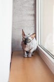 Котенок Sphynx канадский безволосый сидя около большого яркого окна стоковое фото rf Котенок Sphynx канадский безволосый сидя около большого яркого окна стоковое фото rf