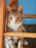 Котенок tabby шикарного имбиря красный сидя под деревянной табуреткой представляя для камеры стоковые фотографии rf Котенок tabby шикарного имбиря красный сидя под деревянной табуреткой представляя для камеры стоковые фотографии rf