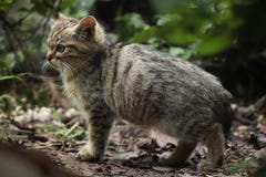 Котенок европейской дикой кошки (silvestris silvestris кошки) стоковое фото Котенок европейской дикой кошки (silvestris silvestris кошки) стоковое фото
