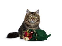 Котенок кота милого черного tabby сибирский, изолированный на белой предпосылке стоковые фото Котенок кота милого черного tabby сибирский, изолированный на белой предпосылке стоковые фото