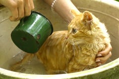 Котенок красных волос, который маленький влажный будут мытьем в человеческих руках стоковая фотография Котенок красных волос, который маленький влажный будут мытьем в человеческих руках стоковая фотография