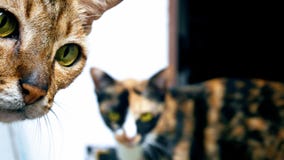 Коты закрывают до камеры стоковая фотография rf Коты закрывают до камеры стоковая фотография rf