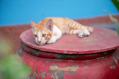 коты на опарнике стоковое изображение коты на опарнике стоковое изображение