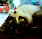 Коты наши любимцы никогда не будут останавливать нас для того чтобы погнать с их необыкновенными шармом и красотой стоковые фотографии rf Коты наши любимцы никогда не будут останавливать нас для того чтобы погнать с их необыкновенными шармом и красотой стоковые фотографии rf
