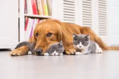 коты предпосылки закрывают портрет намордника собак половинный вверх по белизне стоковое фото коты предпосылки закрывают портрет намордника собак половинный вверх по белизне стоковое фото