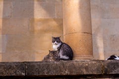 Коты сидят на камне и падают уснувший стоковое фото Коты сидят на камне и падают уснувший стоковое фото
