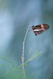 Красивая бабочка на зеленых лист, конце вверх с отмелым DOF Расплывчатая голубая предпосылка настроения Стоковая Фотография Красивая бабочка на зеленых лист, конце вверх с отмелым DOF Расплывчатая голубая предпосылка настроения Стоковая Фотография
