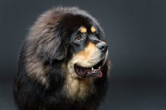 Красивая большая собака тибетского mastiff стоковое фото Красивая большая собака тибетского mastiff стоковое фото