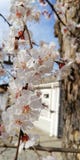 Красивая ветвь весны цветков вишни стоковые фото Красивая ветвь весны цветков вишни стоковые фото