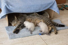 Красивая домашняя кошка с newborn newborn сиамскими котятами котят спать в коробке дома коробки стоковые фото Красивая домашняя кошка с newborn newborn сиамскими котятами котят спать в коробке дома коробки стоковые фото