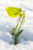 Красивая желтая бабочка сидит на первом цветке snowdrop весны приходя вне от реального снега стоковые фотографии rf Красивая желтая бабочка сидит на первом цветке snowdrop весны приходя вне от реального снега стоковые фотографии rf